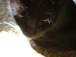 <img250*0:stuff/z/169023/Kitty%2520Cats/i1255990190_14.jpg>