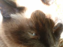 <img250*0:stuff/z/169023/Kitty%2520Cats/i1255990190_15.jpg>