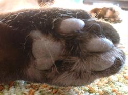 <img250*0:stuff/z/169023/Kitty%2520Cats/i1255990190_16.jpg>
