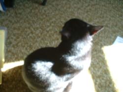 <img250*0:stuff/z/169023/Kitty%2520Cats/i1255990190_6.jpg>