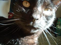<img250*0:stuff/z/169023/Kitty%2520Cats/i1255990190_7.jpg>