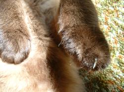 <img250*0:stuff/z/169023/Kitty%2520Cats/i1255990190_8.jpg>