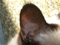 <img250*0:stuff/z/169023/Kitty%2520Cats/i1255990190_9.jpg>