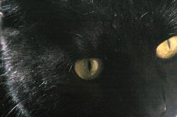 <img250*0:stuff/z/169023/Kitty%2520Cats/i1255990191_17.jpg>