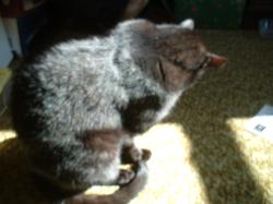 <img250*0:stuff/z/169023/Kitty%2520Cats/i1255990191_18.jpg>