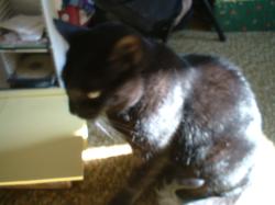 <img250*0:stuff/z/169023/Kitty%2520Cats/i1255990191_19.jpg>
