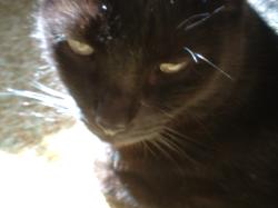 <img250*0:stuff/z/169023/Kitty%2520Cats/i1255990191_20.jpg>