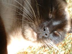 <img250*0:stuff/z/169023/Kitty%2520Cats/i1255990191_21.jpg>