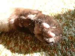 <img250*0:stuff/z/169023/Kitty%2520Cats/i1255990191_22.jpg>