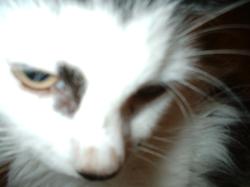 <img250*0:stuff/z/169023/Kitty%2520Cats/i1255990191_23.jpg>