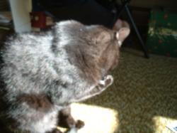 <img250*0:stuff/z/169023/Kitty%2520Cats/i1255990191_24.jpg>