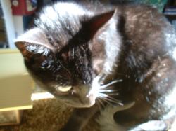 <img250*0:stuff/z/169023/Kitty%2520Cats/i1255990191_25.jpg>