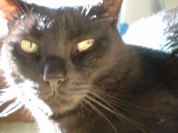 <img250*0:stuff/z/169023/Kitty%2520Cats/i1255990191_26.jpg>