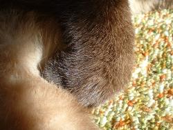 <img250*0:stuff/z/169023/Kitty%2520Cats/i1255990192_27.jpg>