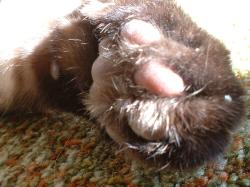 <img250*0:stuff/z/169023/Kitty%2520Cats/i1255990192_28.jpg>