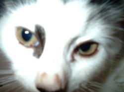 <img250*0:stuff/z/169023/Kitty%2520Cats/i1255990192_29.jpg>