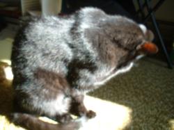 <img250*0:stuff/z/169023/Kitty%2520Cats/i1255990192_30.jpg>