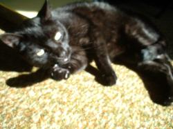 <img250*0:stuff/z/169023/Kitty%2520Cats/i1255990192_31.jpg>
