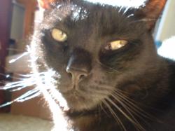 <img250*0:stuff/z/169023/Kitty%2520Cats/i1255990192_32.jpg>