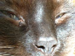 <img250*0:stuff/z/169023/Kitty%2520Cats/i1255990192_33.jpg>