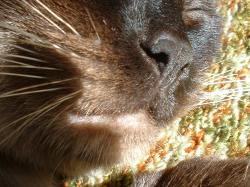 <img250*0:stuff/z/169023/Kitty%2520Cats/i1255990192_34.jpg>