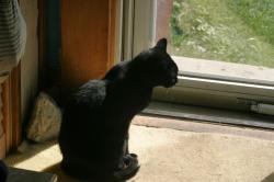 <img250*0:stuff/z/169023/Kitty%2520Cats/i1255990192_35.jpg>