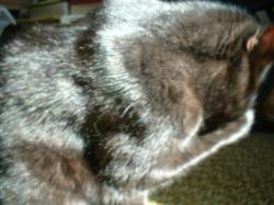 <img250*0:stuff/z/169023/Kitty%2520Cats/i1255990192_36.jpg>