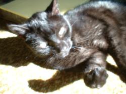 <img250*0:stuff/z/169023/Kitty%2520Cats/i1255990192_37.jpg>