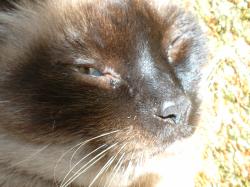 <img250*0:stuff/z/169023/Kitty%2520Cats/i1255990193_38.jpg>