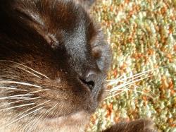 <img250*0:stuff/z/169023/Kitty%2520Cats/i1255990193_40.jpg>