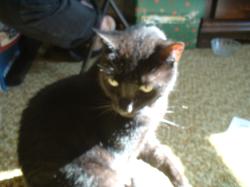 <img250*0:stuff/z/169023/Kitty%2520Cats/i1255990193_41.jpg>