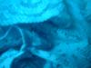 <img100*0:stuff/z/169023/Lacy%2520Blue%252023/i1259104165_11.jpg>