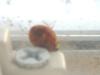 <img100*0:stuff/z/169023/Ladybug/i1263421697_10.jpg>