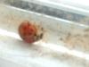 <img100*0:stuff/z/169023/Ladybug/i1263421697_11.jpg>