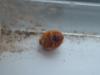 <img100*0:stuff/z/169023/Ladybug/i1263421697_4.jpg>