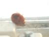 <img100*0:stuff/z/169023/Ladybug/i1263421697_5.jpg>