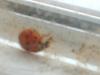 <img100*0:stuff/z/169023/Ladybug/i1263421697_6.jpg>