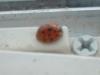 <img100*0:stuff/z/169023/Ladybug/i1263421697_7.jpg>