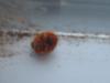 <img100*0:stuff/z/169023/Ladybug/i1263421697_8.jpg>