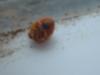 <img100*0:stuff/z/169023/Ladybug/i1263421697_9.jpg>