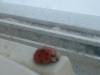 <img100*0:stuff/z/169023/Ladybug/i1263421698_12.jpg>