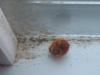 <img100*0:stuff/z/169023/Ladybug/i1263421698_13.jpg>