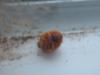 <img100*0:stuff/z/169023/Ladybug/i1263421698_14.jpg>