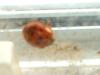<img100*0:stuff/z/169023/Ladybug/i1263421698_15.jpg>