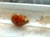 <img100*0:stuff/z/169023/Ladybug/i1263421698_16.jpg>