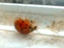 Ladybug