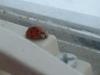 <img100*0:stuff/z/169023/Ladybug/i1263421698_17.jpg>