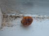 <img100*0:stuff/z/169023/Ladybug/i1263421698_18.jpg>