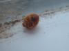 <img100*0:stuff/z/169023/Ladybug/i1263421698_19.jpg>