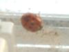 <img100*0:stuff/z/169023/Ladybug/i1263421698_20.jpg>